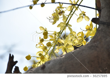 花,黃,黃花,阿勃勒,金急雨,鮮豔,美麗,夏,四月,五月,花蕾,花苞,豔陽,陽光,夏,逆光,藍天 30257895
