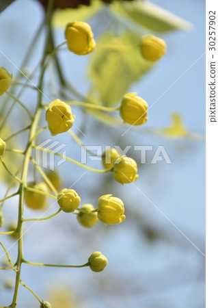 花,黃,黃花,阿勃勒,金急雨,鮮豔,美麗,夏,四月,五月,花蕾,花苞,豔陽,陽光,夏,逆光,藍天 花,黃,黃花,阿勃勒,金急雨,鮮豔,美麗,夏,四月,五月,花蕾,花苞,豔陽,陽光,夏,逆光,藍天 30257902