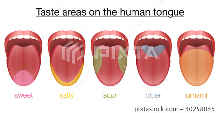 Tongue Sweet Salty Sour Bitter Umami Taste Tongue Sweet Salty Sour Bitter Umami Taste 30258035