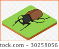 beetle vector eps 30258056