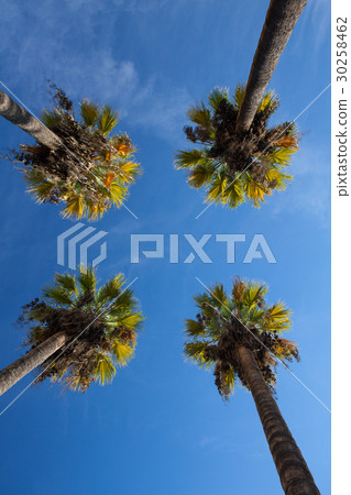 Nice four palm trees in the blue sky. 30258462