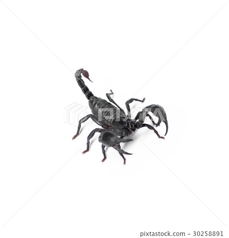 Scorpion isolated on white background 30258891