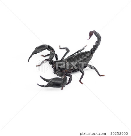 Scorpion isolated on white background 30258900
