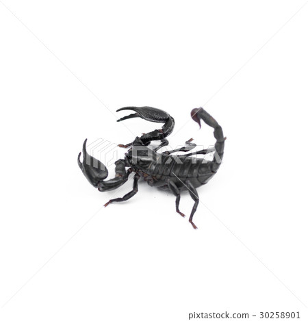 Scorpion isolated on white background 30258901