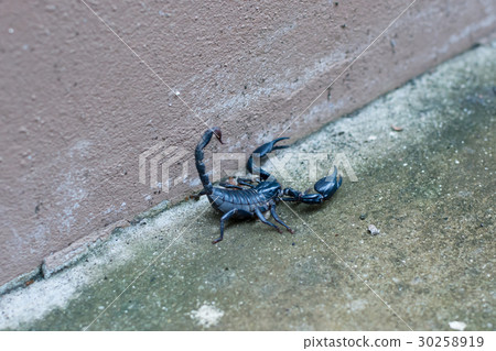 Asian black scorpion concrete floor background 30258919