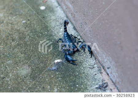 Asian black scorpion concrete floor background Asian black scorpion concrete floor background 30258923