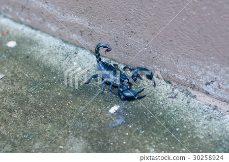 Asian black scorpion concrete floor background Asian black scorpion concrete floor background 30258924