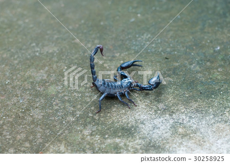 Asian black scorpion concrete floor background 30258925