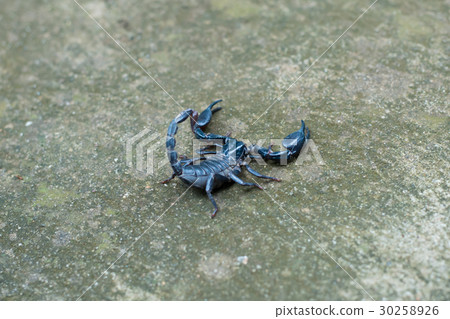 Asian black scorpion concrete floor background 30258926
