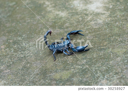 Asian black scorpion concrete floor background 30258927