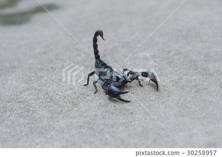 Asian black scorpion concrete floor background Asian black scorpion concrete floor background 30258957