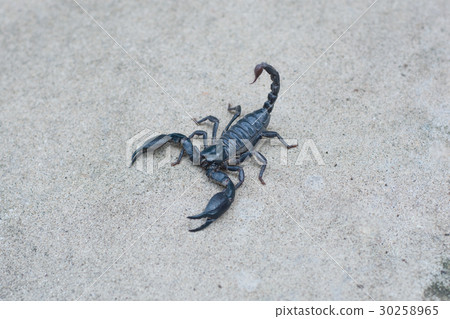 Asian black scorpion concrete floor background 30258965