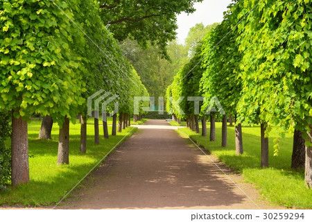 Alley in summer time in Peterhof, St.Petersburg Alley in summer time in Peterhof, St.Petersburg 30259294