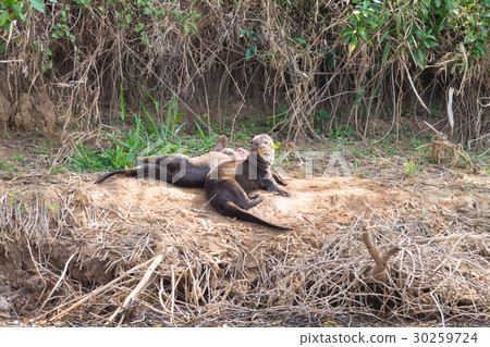 Giant otter from Pantanal, Brazil 30259724