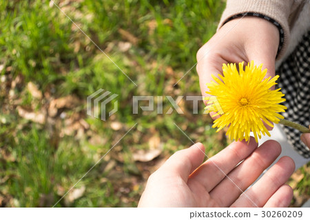 Dandelion flower Dandelion flower 30260209