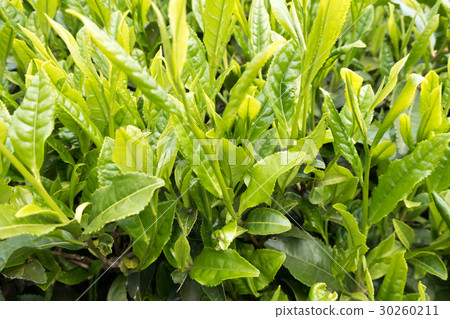 tea leaf tea leaf 30260211