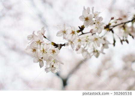 Japan, cherry tree, (cherry tree, cherry tree), Yoshino cherry tree 30260538