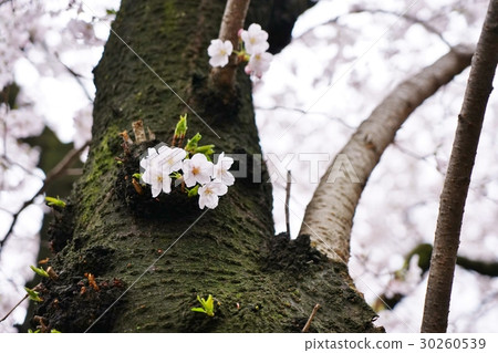 Japan, cherry blossoms, cherry blossoms, cherry blossoms, torn blown cherry blossoms, blown buds 30260539