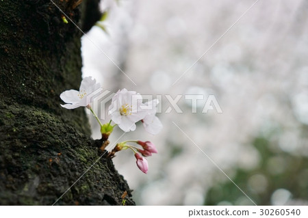 Japan, cherry blossoms, cherry blossoms, cherry blossoms, torn blown cherry blossoms, blown buds Japan, cherry blossoms, cherry blossoms, cherry blossoms, torn blown cherry blossoms, blown buds 30260540