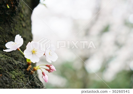 Japan, cherry blossoms, cherry blossoms, cherry blossoms, torn blown cherry blossoms, blown buds 30260541