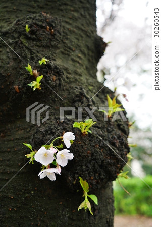 Japan, cherry blossoms, cherry blossoms, cherry blossoms, torn blown cherry blossoms, blown buds 30260543