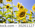 A sunflower of Akeno 30261127