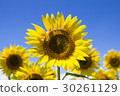 A sunflower of Akeno 30261129