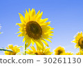 A sunflower of Akeno 30261130