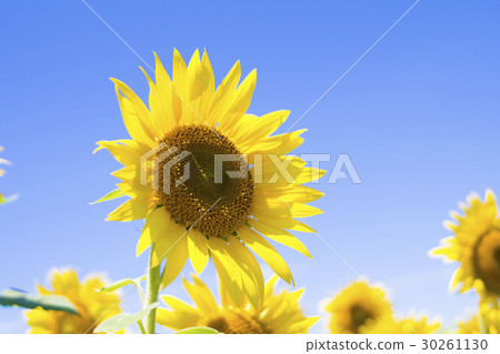 A sunflower of Akeno 30261130