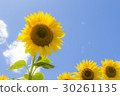 A sunflower of Akeno 30261135