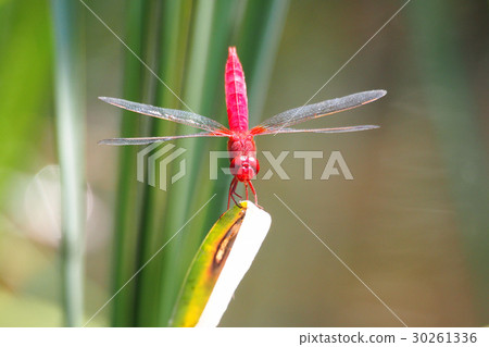 Shoujo dragonfly (male) 30261336
