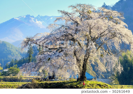 雪山和巴迪櫻花 30261649