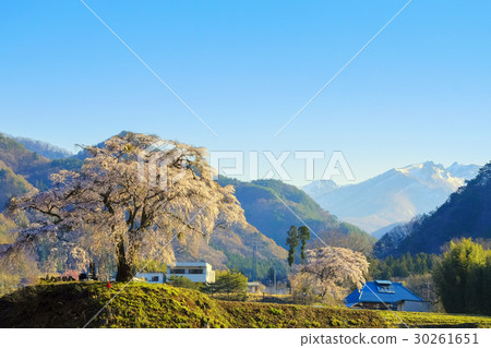 Bamboo cherry blossoms and snow mountains in Yamazato 30261651