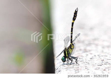 Onagasanae（男） 30261959