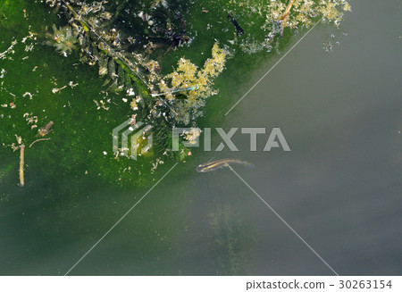 Medaka and Ittomonbo 30263154