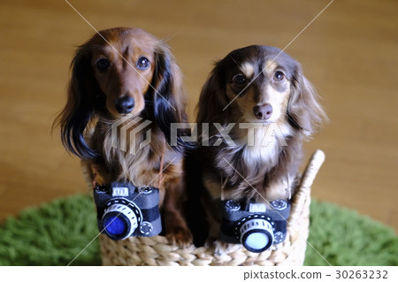 Photographer Dachs Photographer Dachs 30263232