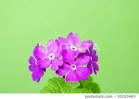 Japanese primrose 30263465