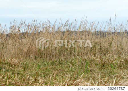 Reed Iiooka Coast that is clustered on the coast 30263787