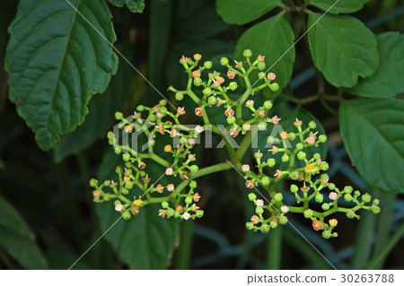 Yakugarashi的小花Urayasu Sakai河 30263788