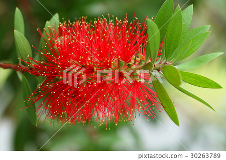 刷子櫻桃樹Urayasu綜合公園紅色花 30263789