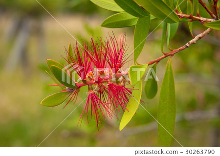 刷子櫻桃樹Urayasu綜合公園紅色花 30263790