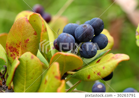 Maruba Sharimbai的水果Urayasu公墓公園 30263791