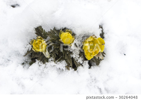白雪皚皚的Fukuge 30264048