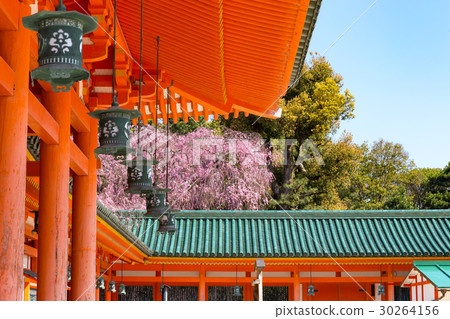 天堂金谷支櫻花 30264156