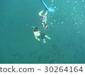 美人魚 30264164