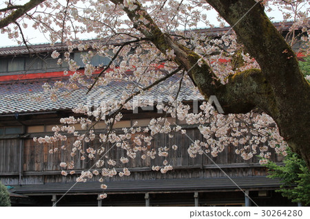 Matsugaoka Shoten Sakura Matsugaoka Shoten Sakura 30264280