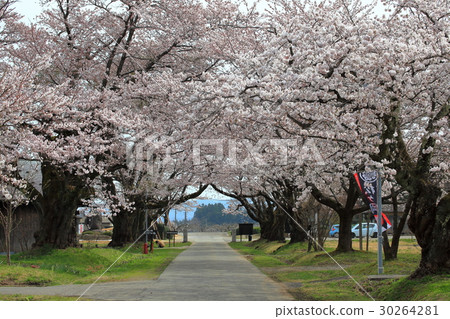 Matsugaoka Shoten Sakura Matsugaoka Shoten Sakura 30264281