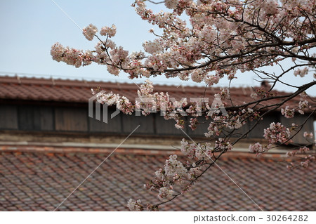 Matsugaoka Shoten Sakura Matsugaoka Shoten Sakura 30264282