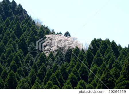 Takamori鎮的蜜月櫻花樹 Takamori鎮的蜜月櫻花樹 30264359