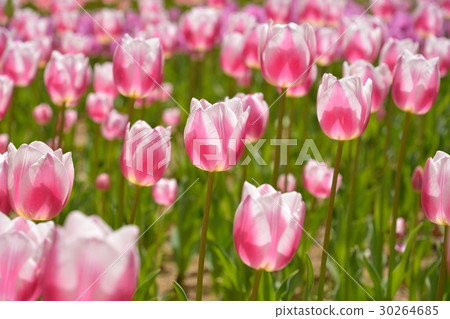 Tulip Yuko Tulip Yuko 30264685
